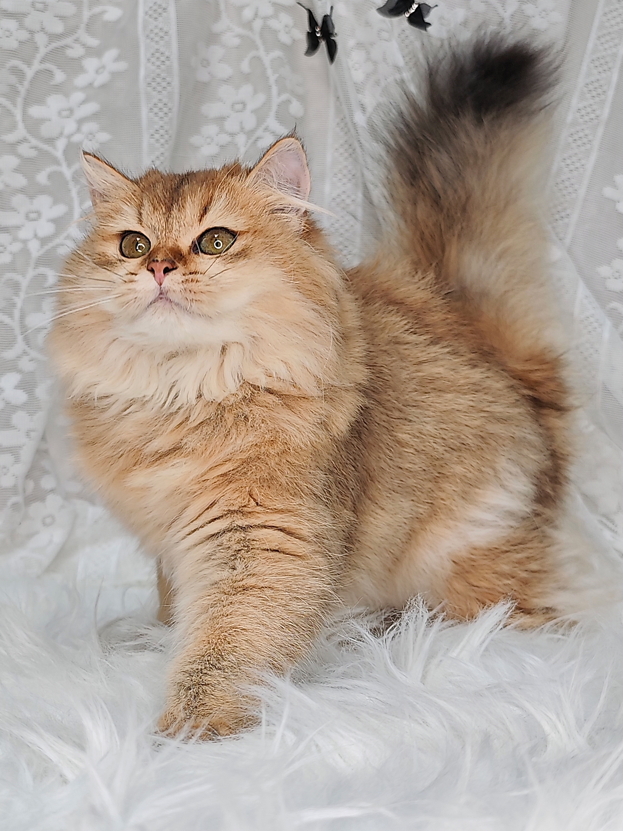 小精灵爆毛妹妹